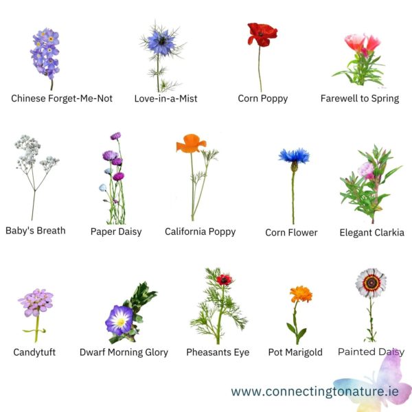 Wildflowers Meaning In Urdu | Best Flower Site